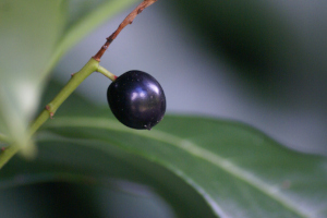 Wild Black Cherry Fruit Close-up